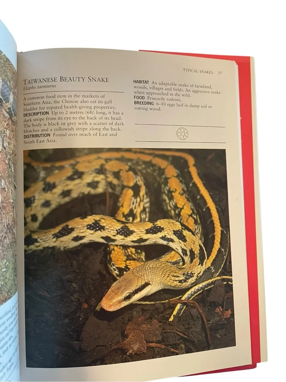 Identifying Snakes Hardcover Guide Nigel Marven Rob Harvey 1996 Snake Reference
